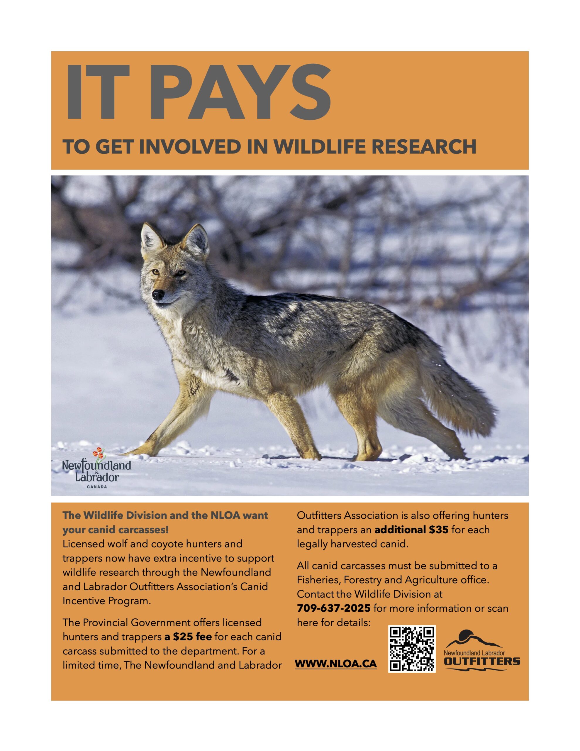 It Pays to Get Involved with Wildlife Research – The Newfoundland and ...